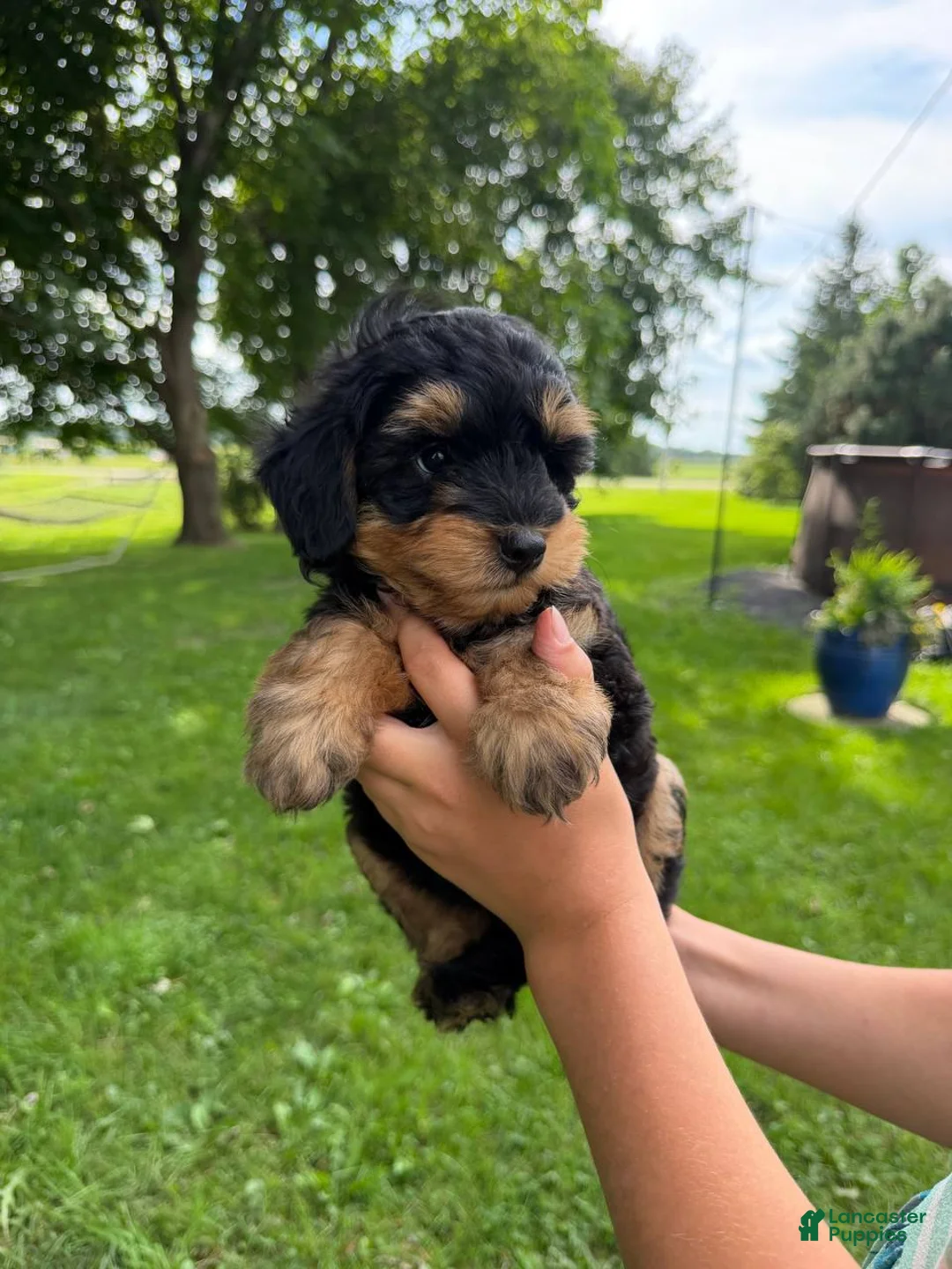 Mini Aussiedoodle dogs for sale: Pistachio - Ad 2
