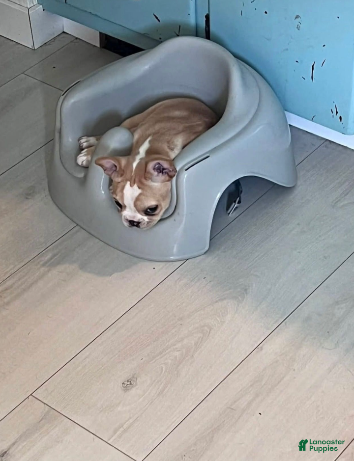 French Bulldog dogs Nix - Ad 2