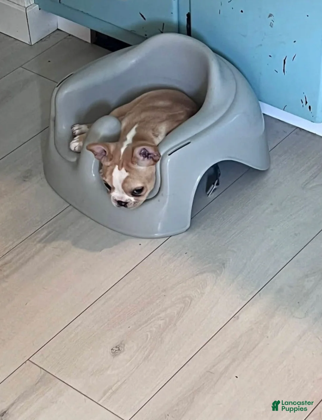 French Bulldog dogs for sale: Nix - Ad 2