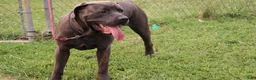 Cane Corso dogs for sale: Mr. Miyagi  - Ad 3