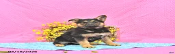 German Shepherd dogs for sale: Skipper - Ad 1