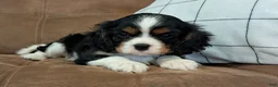 Cavalier King Charles Spaniel dogs for sale: Duke - Ad 3