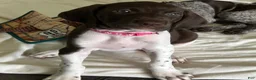 German Shorthaired Pointer dogs for sale: Joy - Ad 5