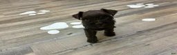 Miniature Schnauzer dogs for sale: Maple  - Ad 3