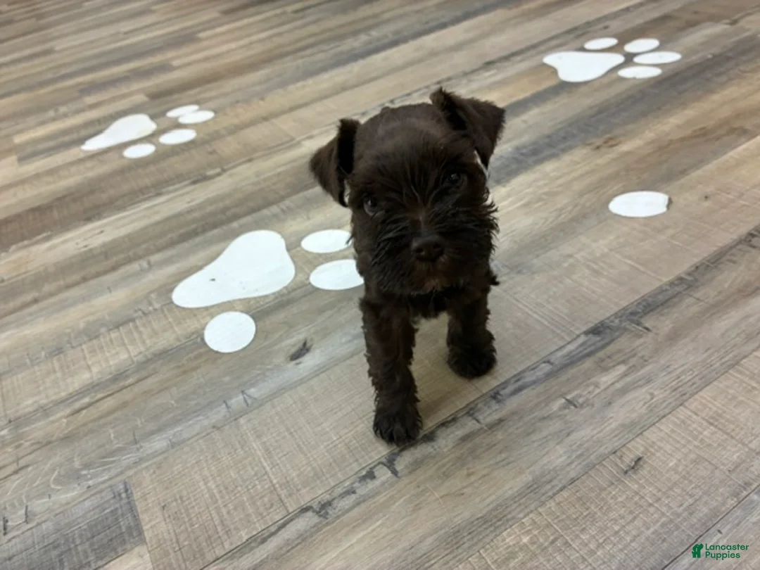Miniature Schnauzer dogs for sale: Maple  - Ad 3