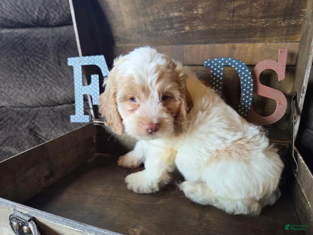 Cockapoo dogs for sale: Chaz - Ad 1