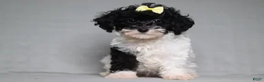 Winnie