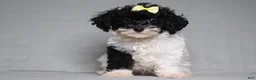 Mixed Breed dogs for sale: Winnie - Ad 1