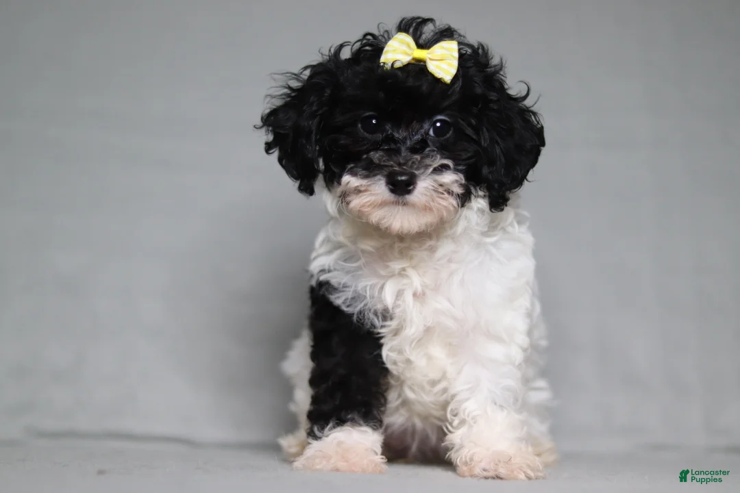 Mixed Breed dogs for sale: Winnie - Ad 1