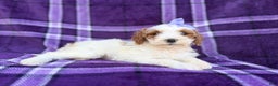 Cavapoo dogs for sale: Sapphire  - Ad 6