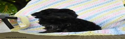 Havapoo dogs for sale: Button - Ad 4