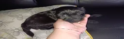 Soft Coated Wheaten Terrier dogs for sale: Soft Coated Wheaten Mix Terrier 2 - Ad 2