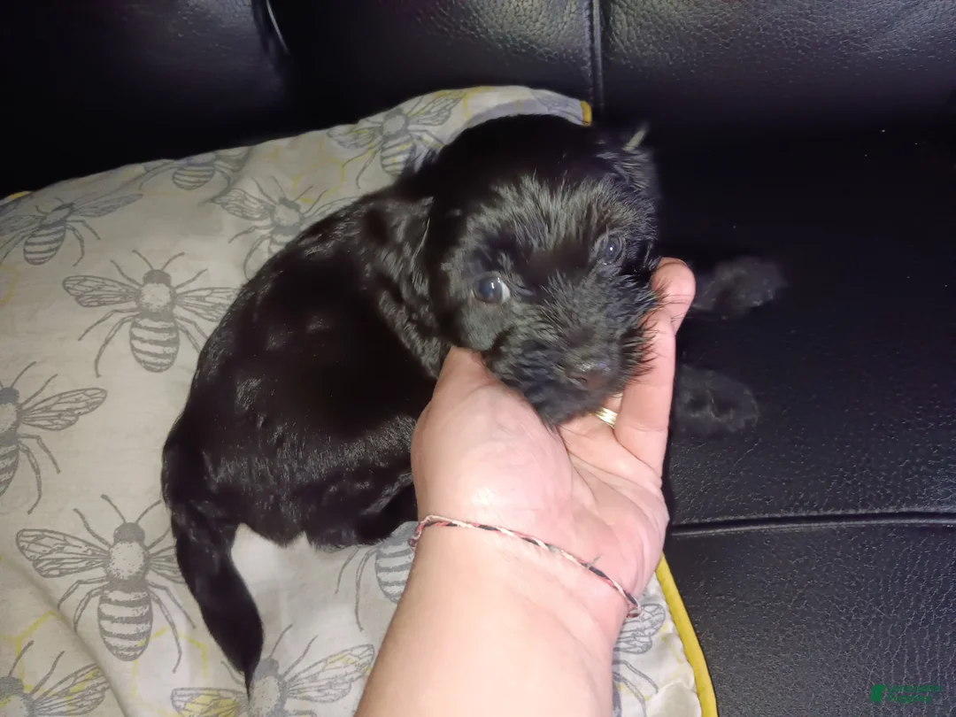 Soft Coated Wheaten Terrier dogs for sale: Soft Coated Wheaten Mix Terrier 2 - Ad 2