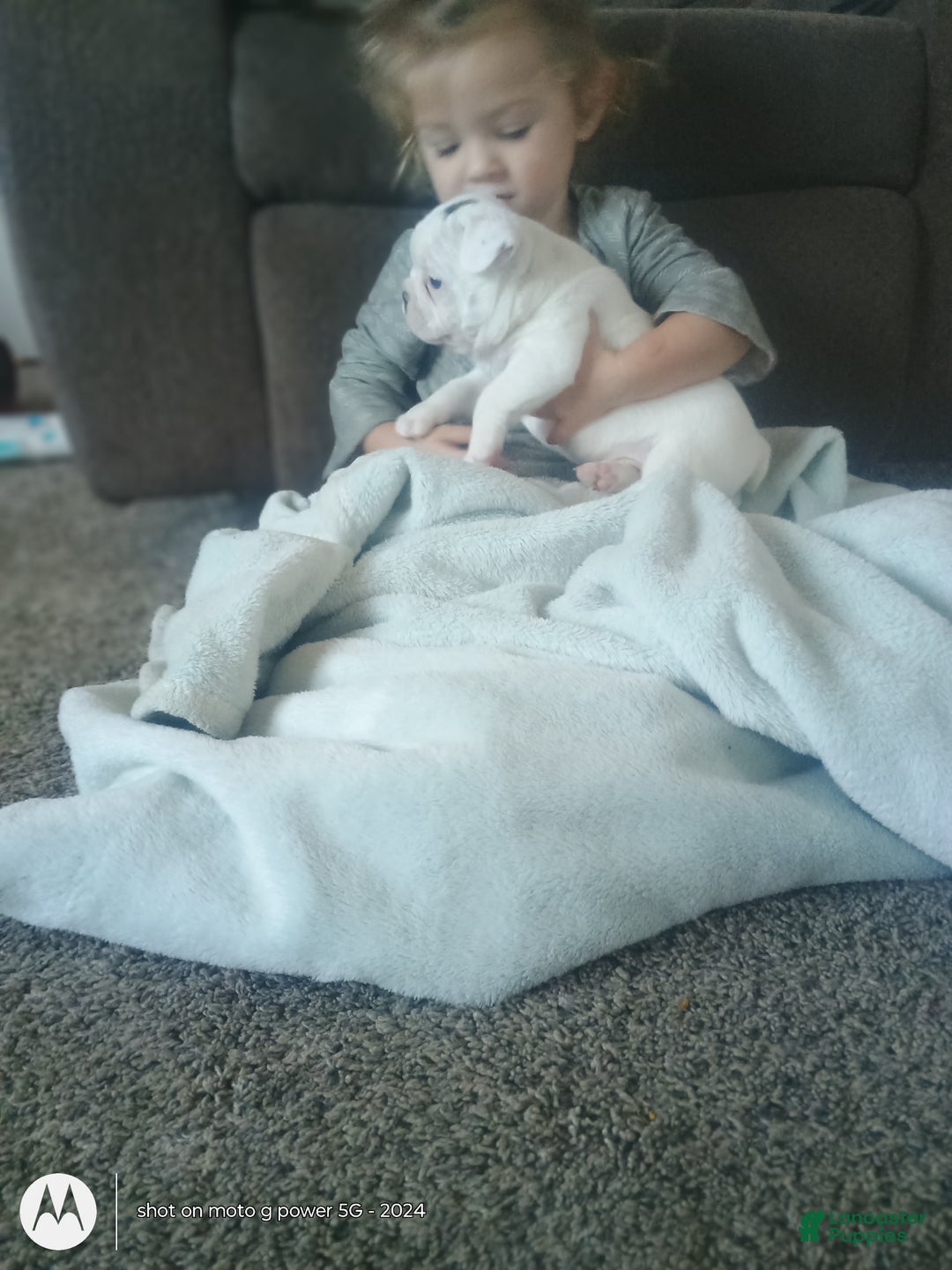 French Bulldog dogs for sale: Faith  - Ad 3