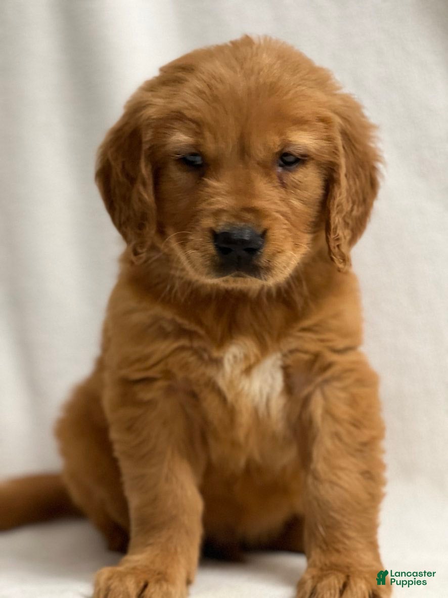 Golden Retriever dogs Golden Retriever Puppy 4 - Ad 18