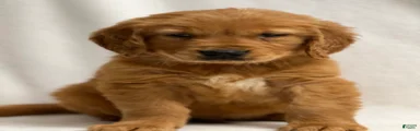 Golden Retriever Puppy 4
