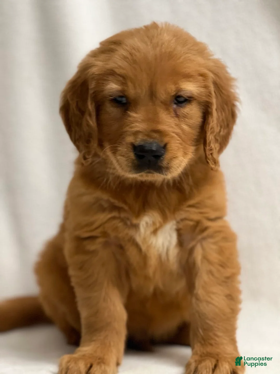 Golden Retriever dogs for sale: Golden Retriever Puppy 4 - Ad 1