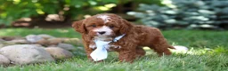 Cavapoo dogs for sale: Oscar - Ad 4
