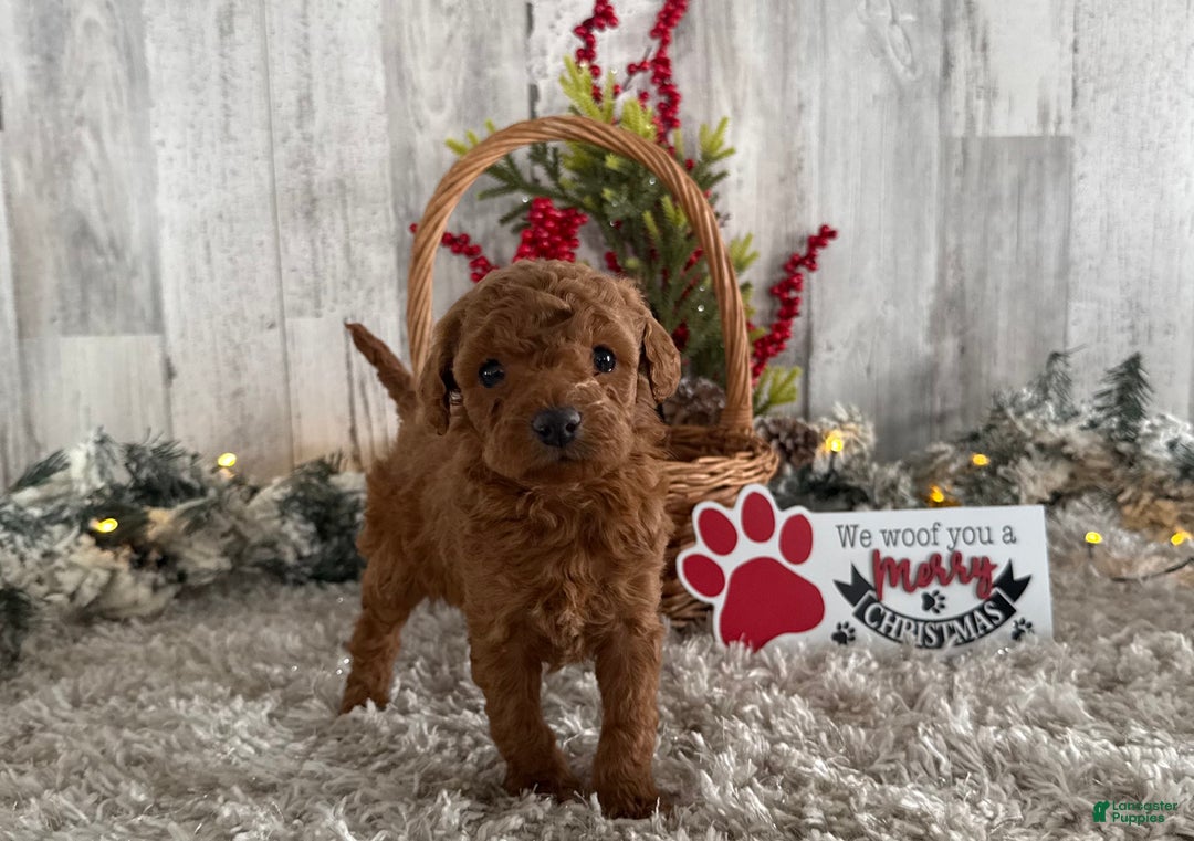 Cavapoo dogs for sale: Saint - Ad 1