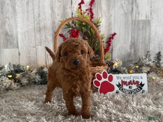 Cavapoo dogs Saint - Ad 40