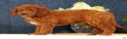 Cavapoo dogs for sale: Gloria - Ad 9