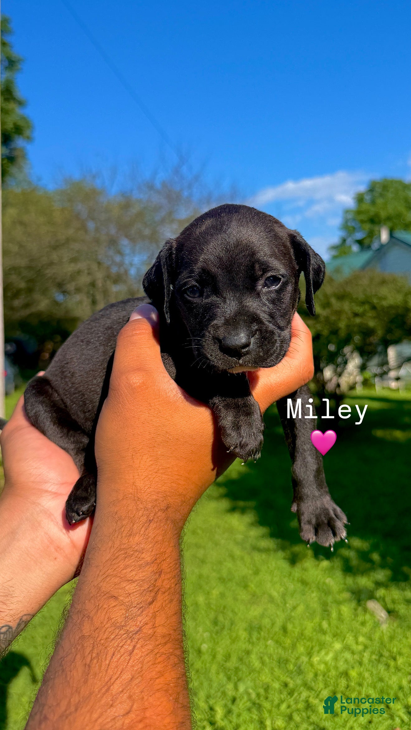 Mixed Breed dogs Mixed Breed 9 - Ad 17