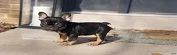French Bulldog dogs for sale: Ruby - Ad 3