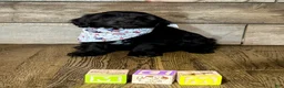 Mini Aussiedoodle dogs for sale: Mini Aussiedoodle 3 Olive - Ad 15