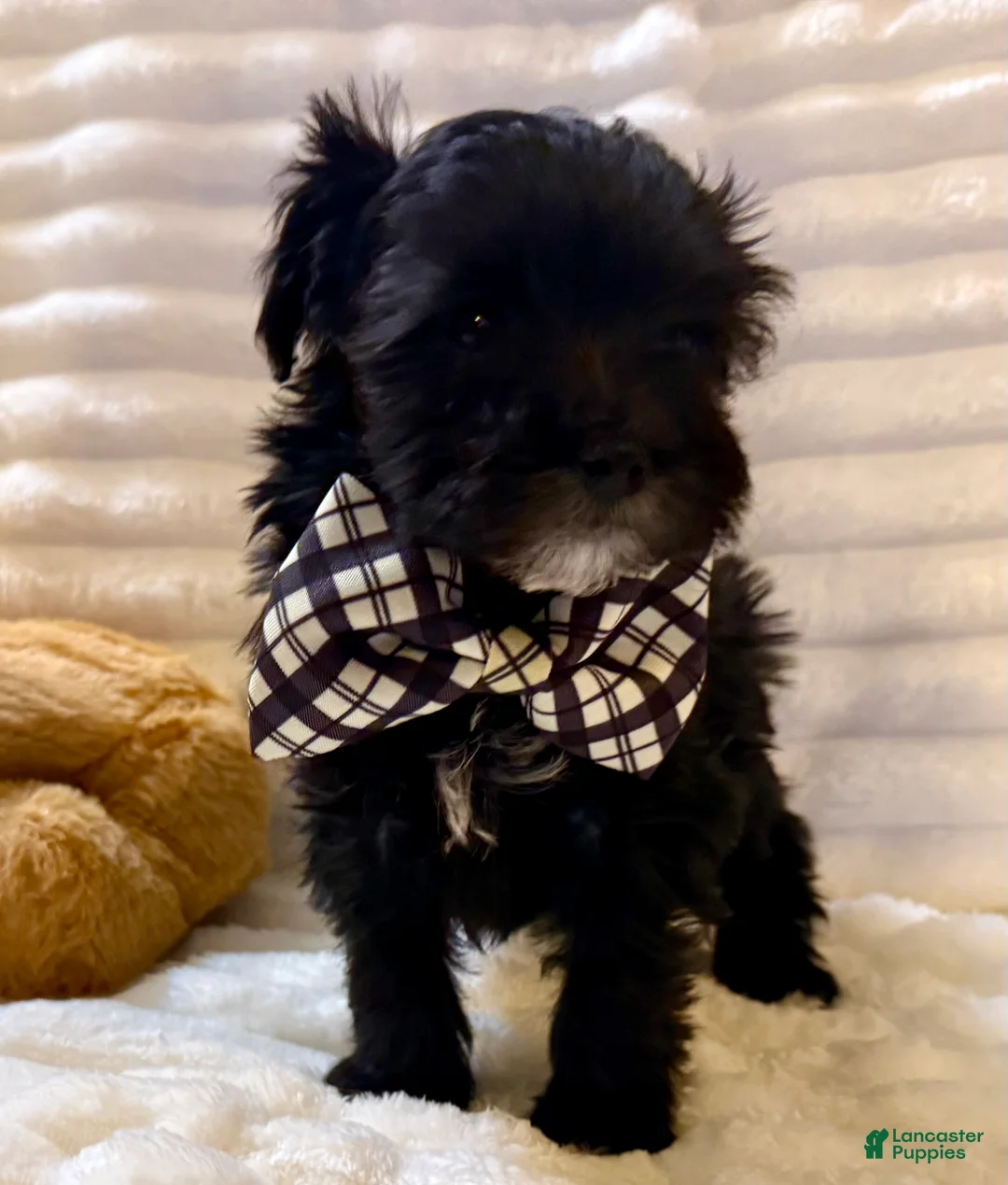 Maltipoo dogs for sale: Maltipoo Puppy 2 - Ad 2