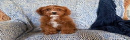 Cavapoo dogs for sale: Morris - Ad 7