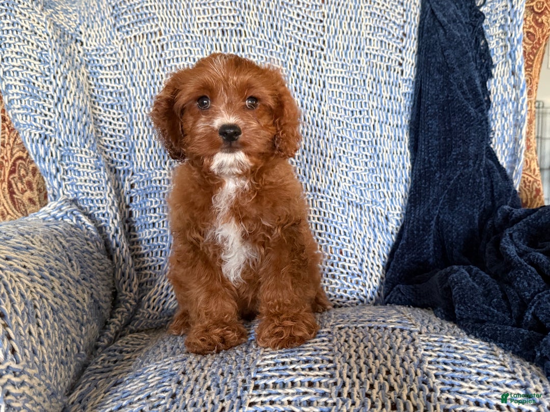 Cavapoo dogs for sale: Morris - Ad 7