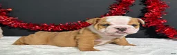 English Bulldog dogs for sale: Violet - Ad 5