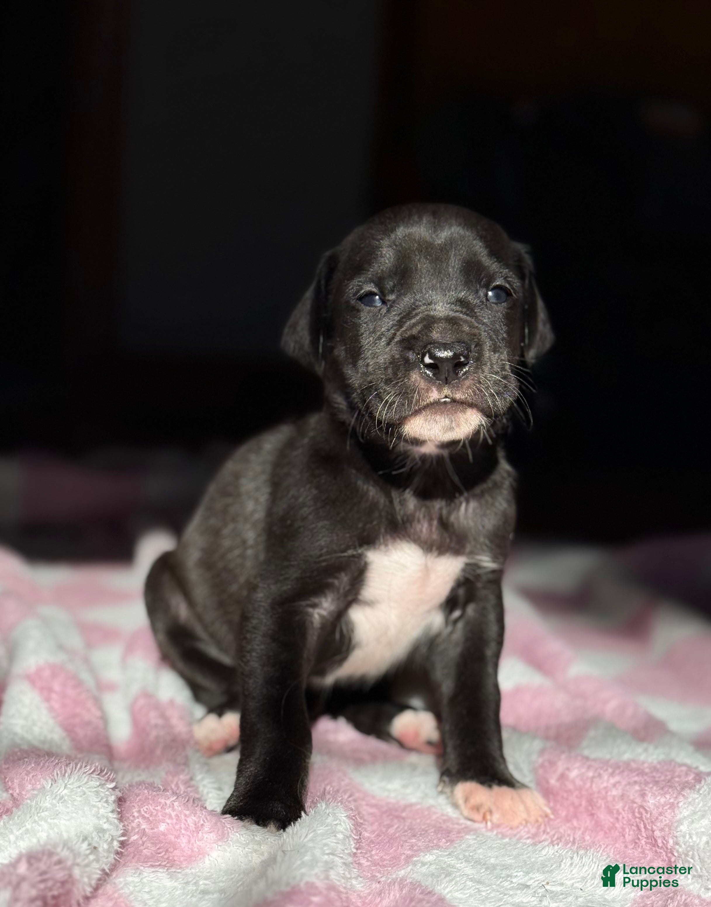 Great Dane dogs Girl black - Ad 38