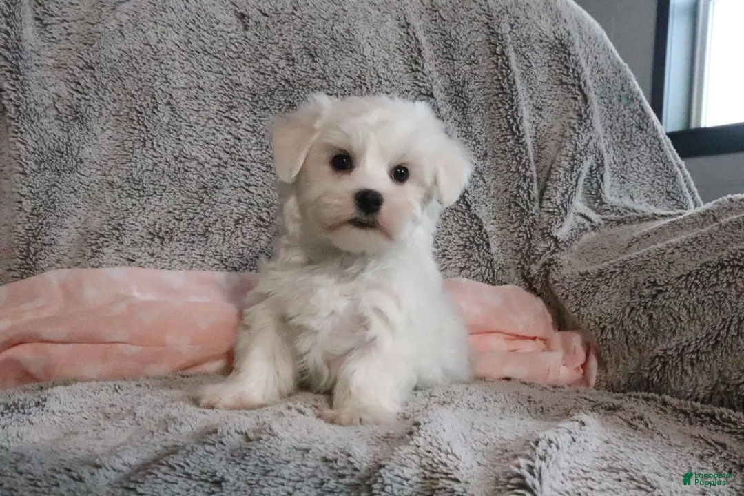Maltese dogs for sale: Princess - Ad 2