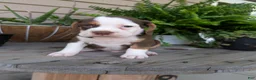 Beabull dogs for sale: Max - Ad 15