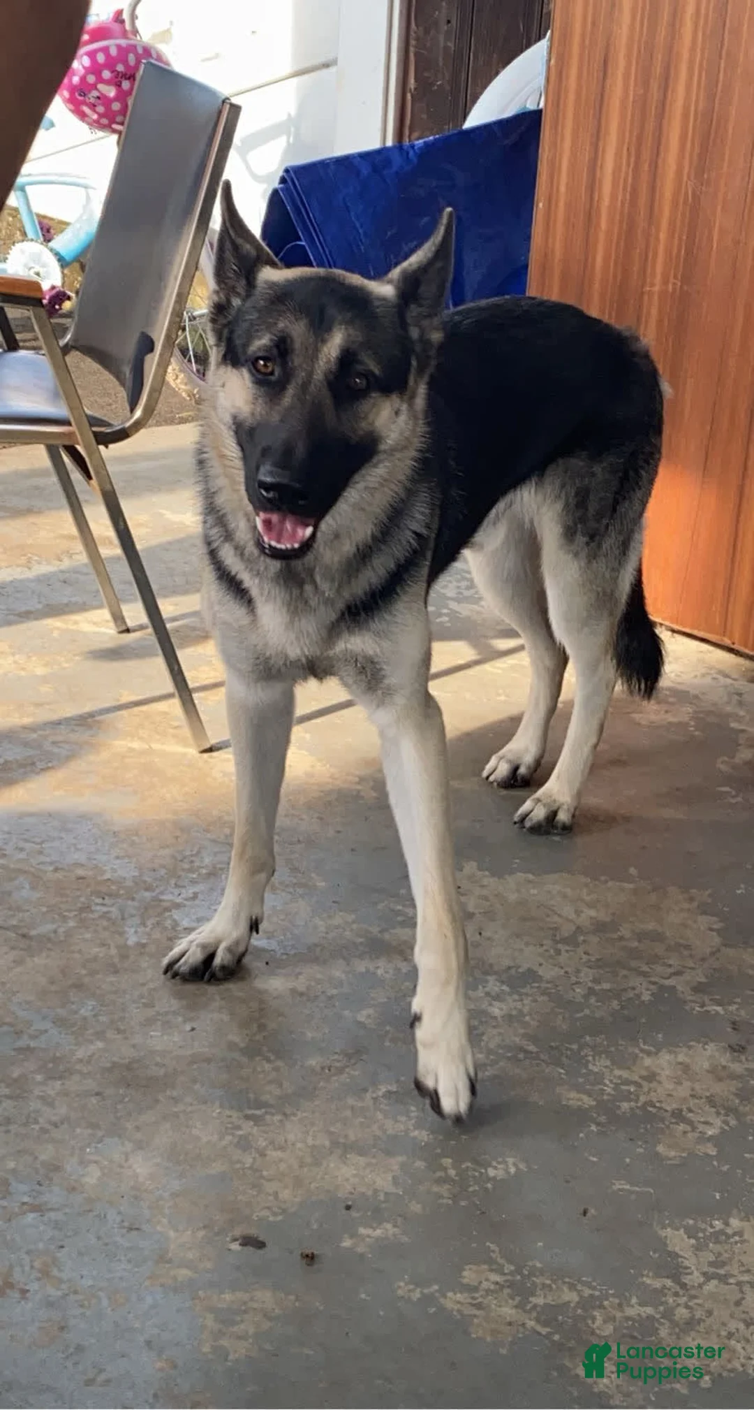 Gallery Image {{count}}