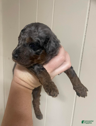 Goldendoodle dogs Thunder - Ad 2