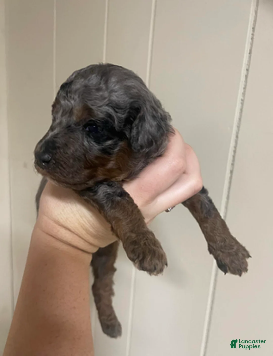 Goldendoodle dogs for sale: Thunder - Ad 2