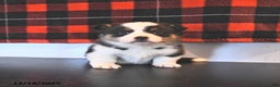 Welsh Corgi Pembroke dogs for sale: Graham  - Ad 4