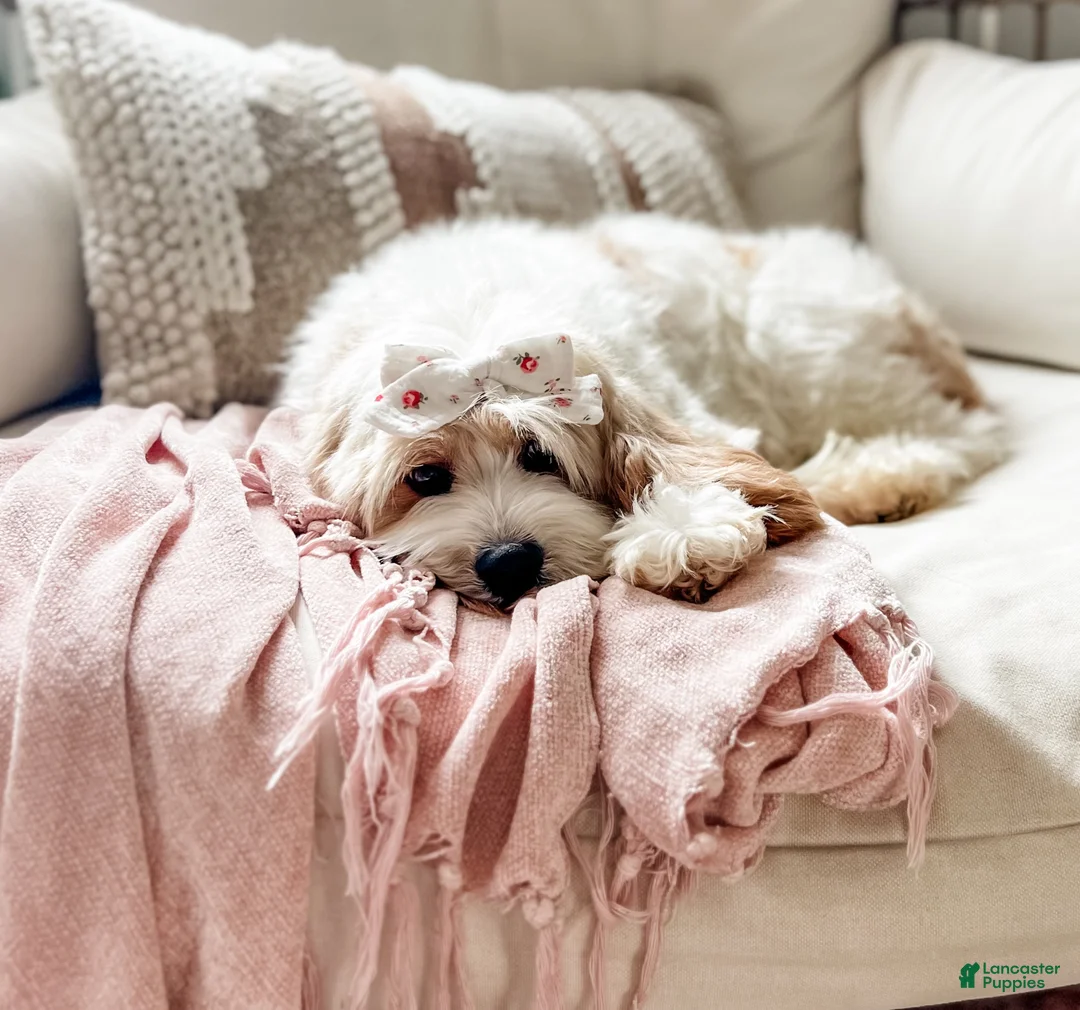 Cavapoo dogs for sale: Cavapoo 1 - Ad 10