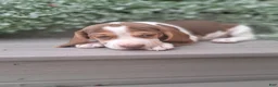 Beagle dogs for sale: HONEY - Ad 6
