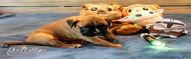 Boxer Puppy 3
