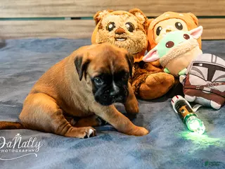Boxer dogs for sale: Boxer Puppy 3 - Ad 1