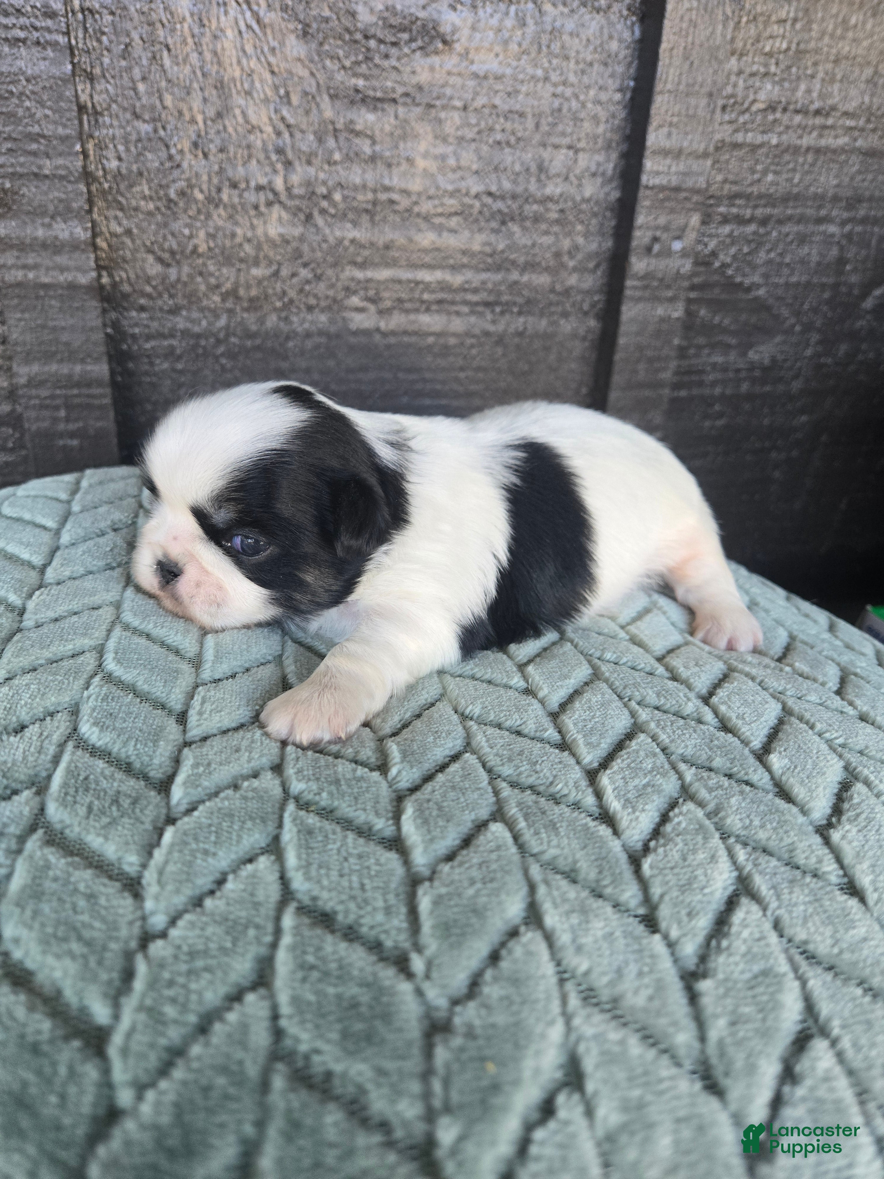 Mixed Breed dogs Shinese Cletus  - Ad 7