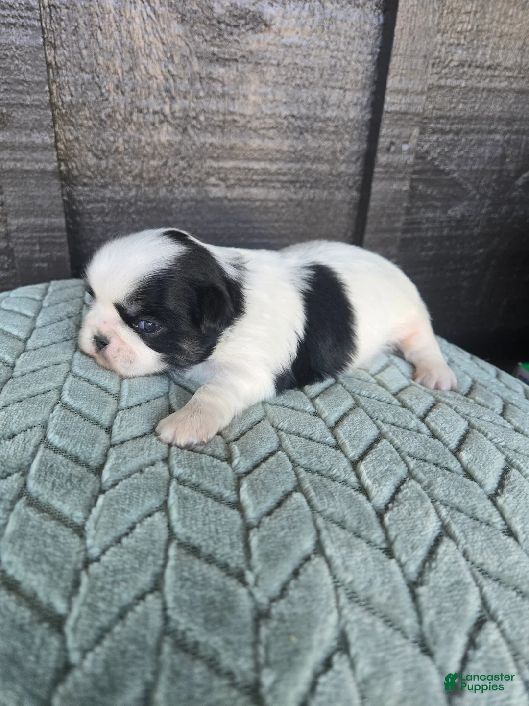 Mixed Breed dogs for sale: Shinese Cletus  - Ad 1
