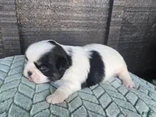 Mixed Breed dogs Shinese Cletus - Ad 7