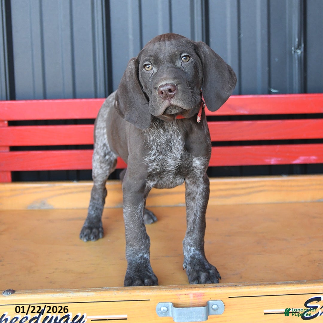 German Shorthaired Pointer dogs for sale: Buster - Ad 3