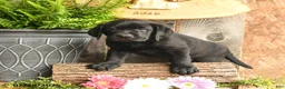 Labrador Retriever dogs for sale: Finn - Ad 3