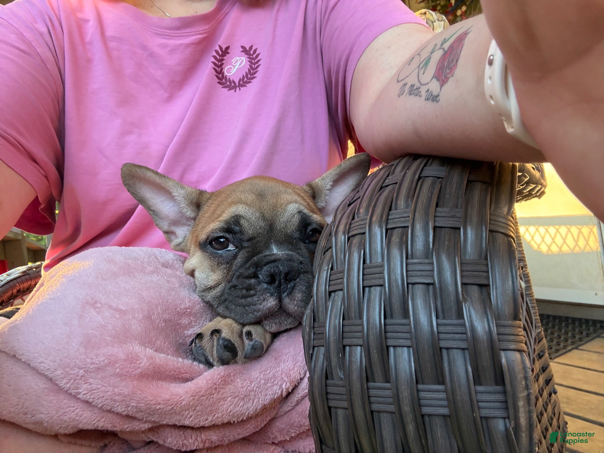 French Bulldog dogs French Bulldog 1 - Ad 2