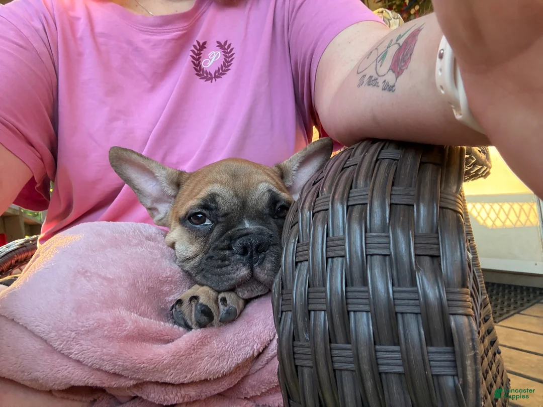 French Bulldog dogs for sale: French Bulldog 1 - Ad 2